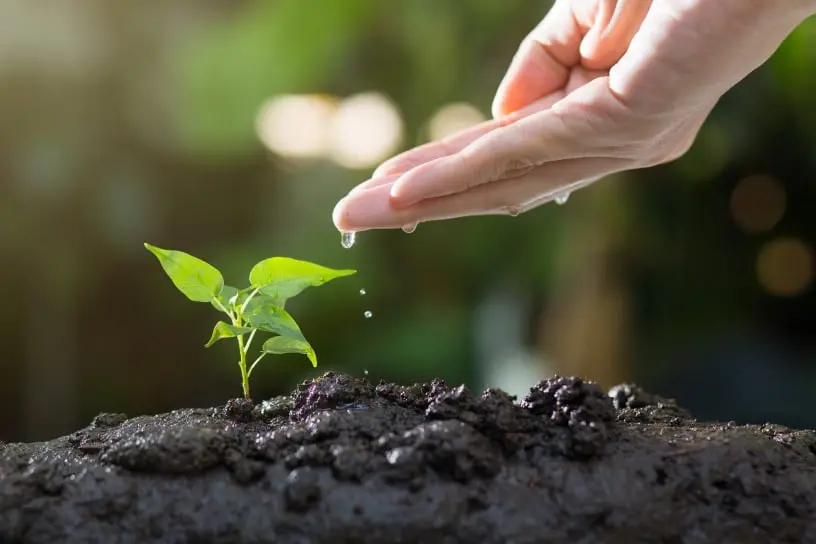 your backyard pharmacy medicinal garden kit​